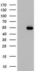 NAB1 Antibody in Western Blot (WB)