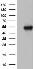 NAB1 Antibody in Western Blot (WB)