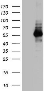 NAB1 Antibody in Western Blot (WB)