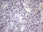 NAB2 Antibody in Immunohistochemistry (Paraffin) (IHC (P))