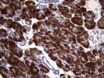 NAB2 Antibody in Immunohistochemistry (Paraffin) (IHC (P))