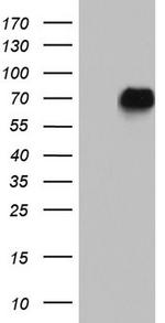 NAB2 Antibody in Western Blot (WB)