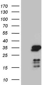 NABP1 Antibody in Western Blot (WB)