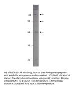 Nicotinic Acetylcholine Receptor alpha 7 subunit 2 Antibody in Western Blot (WB)