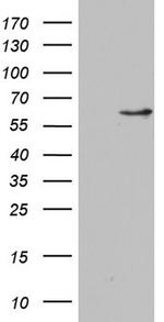 NAE1 Antibody in Western Blot (WB)