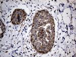 NAGA Antibody in Immunohistochemistry (Paraffin) (IHC (P))