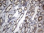 NAGA Antibody in Immunohistochemistry (Paraffin) (IHC (P))