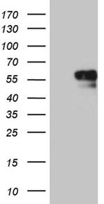 NAGA Antibody in Western Blot (WB)