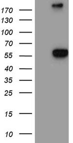 NAGA Antibody in Western Blot (WB)