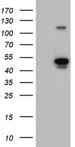 NAGA Antibody in Western Blot (WB)