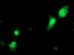 NANP Antibody in Immunocytochemistry (ICC/IF)