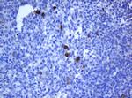 NANP Antibody in Immunohistochemistry (Paraffin) (IHC (P))