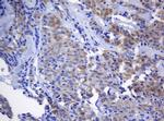 NANP Antibody in Immunohistochemistry (Paraffin) (IHC (P))