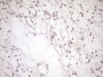 NAP1L3 Antibody in Immunohistochemistry (Paraffin) (IHC (P))