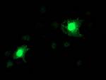 NAPEPLD Antibody in Immunocytochemistry (ICC/IF)