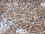 NAPEPLD Antibody in Immunohistochemistry (Paraffin) (IHC (P))