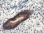 NAPEPLD Antibody in Immunohistochemistry (Paraffin) (IHC (P))