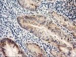 NAPEPLD Antibody in Immunohistochemistry (Paraffin) (IHC (P))