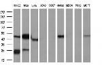 NAPEPLD Antibody in Western Blot (WB)