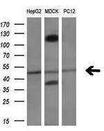 NAPEPLD Antibody in Western Blot (WB)