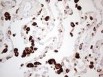 NAPSA Antibody in Immunohistochemistry (Paraffin) (IHC (P))