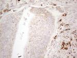 NAPSA Antibody in Immunohistochemistry (Paraffin) (IHC (P))