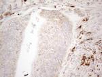 NAPSA Antibody in Immunohistochemistry (Paraffin) (IHC (P))