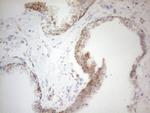 NAPSA Antibody in Immunohistochemistry (Paraffin) (IHC (P))