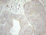 NAPSA Antibody in Immunohistochemistry (Paraffin) (IHC (P))