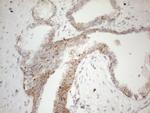 NAPSA Antibody in Immunohistochemistry (Paraffin) (IHC (P))