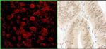 NARG1 Antibody in Immunohistochemistry (IHC)