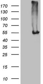 NARS2 Antibody in Western Blot (WB)