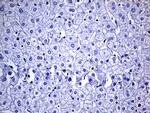 NAT1 Antibody in Immunohistochemistry (Paraffin) (IHC (P))