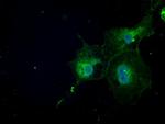 NAT8 Antibody in Immunocytochemistry (ICC/IF)