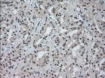 NAT8 Antibody in Immunohistochemistry (Paraffin) (IHC (P))