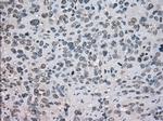 NAT8 Antibody in Immunohistochemistry (Paraffin) (IHC (P))