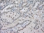 NAT8 Antibody in Immunohistochemistry (Paraffin) (IHC (P))