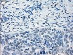 NAT8 Antibody in Immunohistochemistry (Paraffin) (IHC (P))