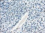 NAT8 Antibody in Immunohistochemistry (Paraffin) (IHC (P))