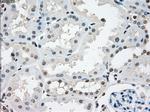 NAT8 Antibody in Immunohistochemistry (Paraffin) (IHC (P))