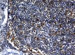 NBN Antibody in Immunohistochemistry (Paraffin) (IHC (P))