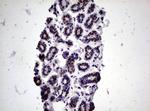 NBN Antibody in Immunohistochemistry (Paraffin) (IHC (P))