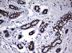 NBN Antibody in Immunohistochemistry (Paraffin) (IHC (P))