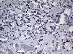 NBN Antibody in Immunohistochemistry (Paraffin) (IHC (P))