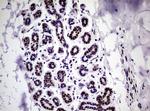 NBN Antibody in Immunohistochemistry (Paraffin) (IHC (P))