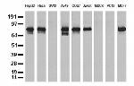 NBN Antibody in Western Blot (WB)