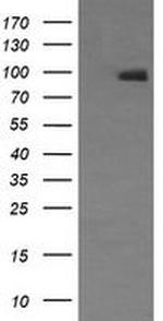 NCAM1 Antibody in Western Blot (WB)