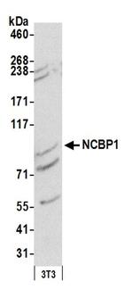 NCBP1/CBP80 Antibody in Western Blot (WB)