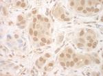 NCBP2 Antibody in Immunohistochemistry (IHC)