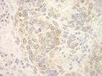 NCBP2 Antibody in Immunohistochemistry (IHC)